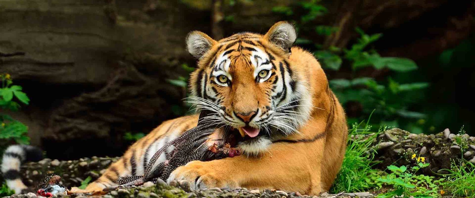 Explore the Golden Triangle Tour with Wildlife